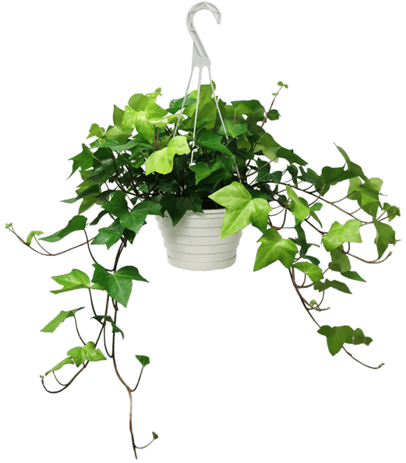 Algerian Ivy