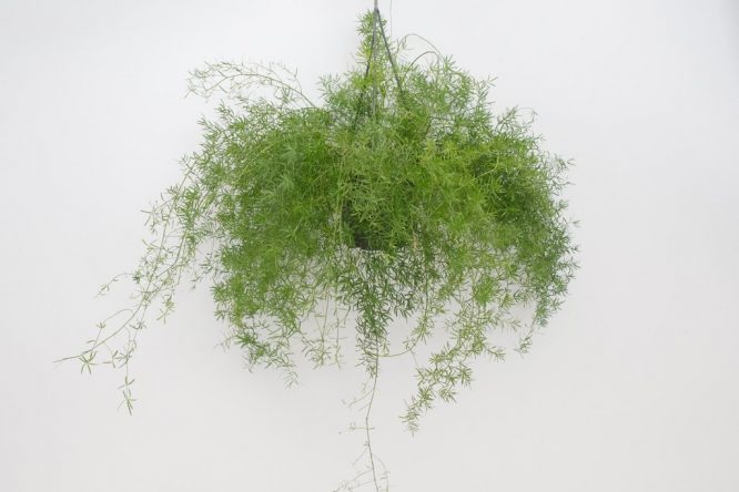 Asparagus Fern