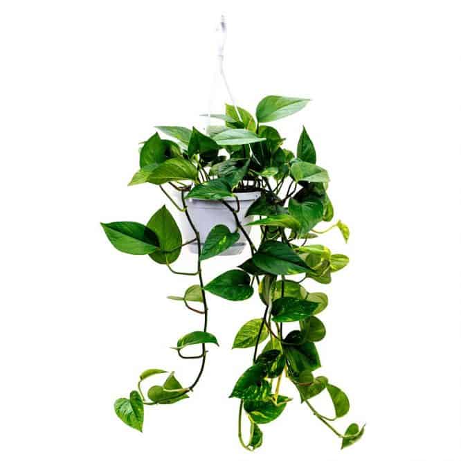 Devils Ivy (golden Pothos)