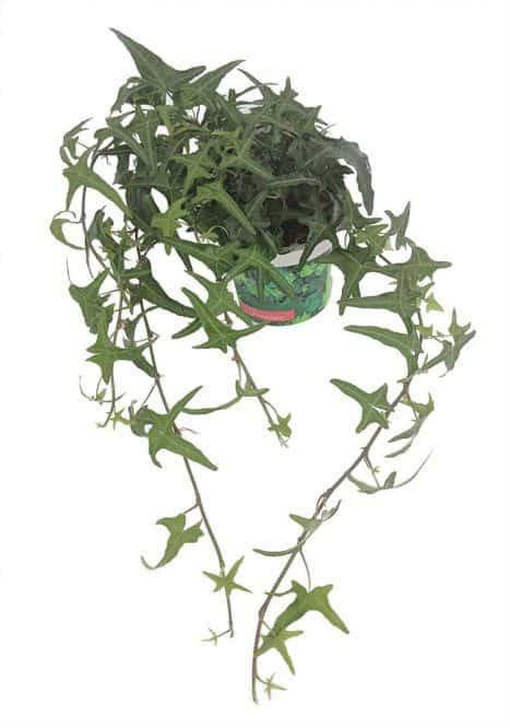 Sagittarius English Ivy