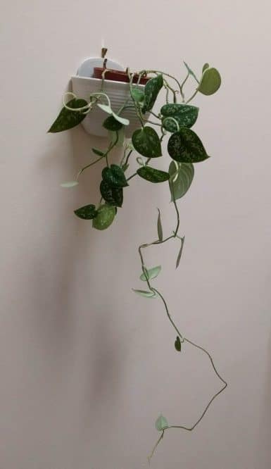 Silver philadendron