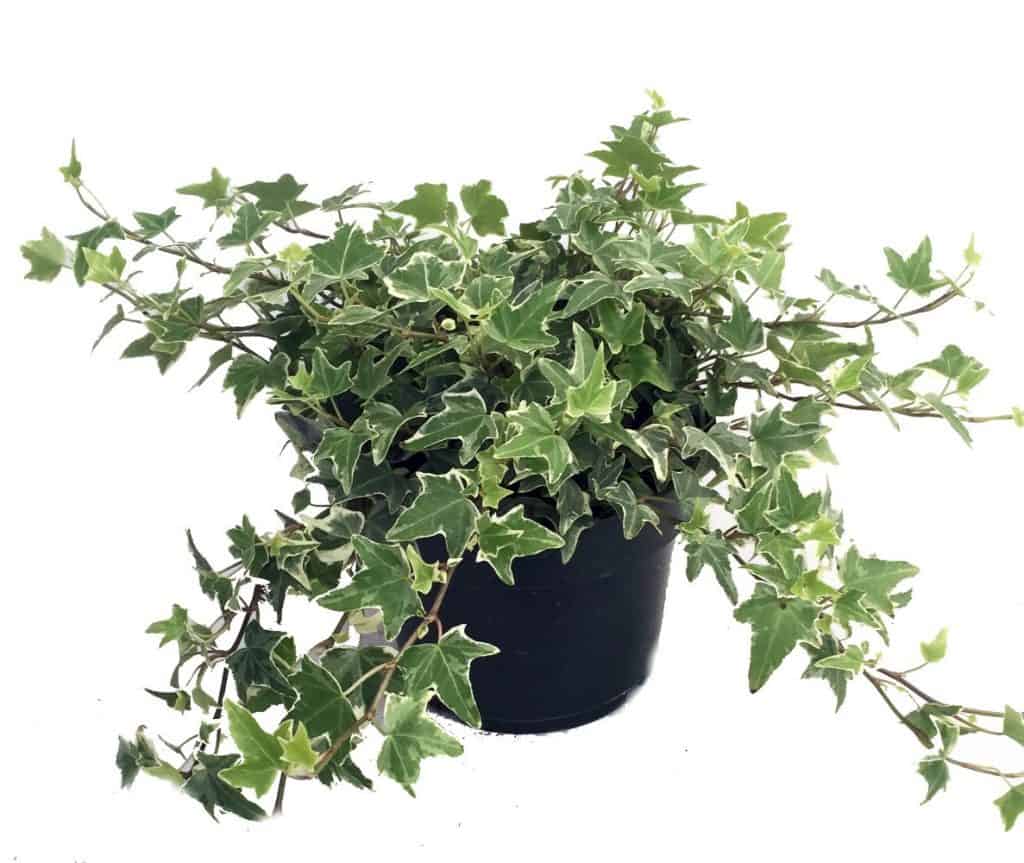 glacier english ivy