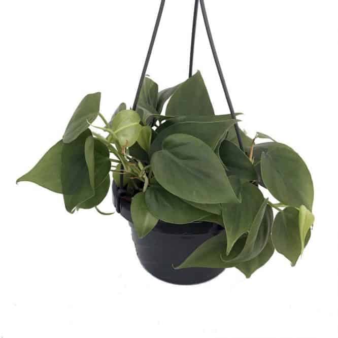 heartleaf Philodendron