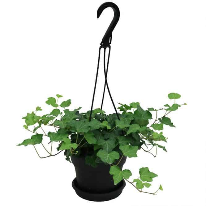 persian ivy (hedera) ivy