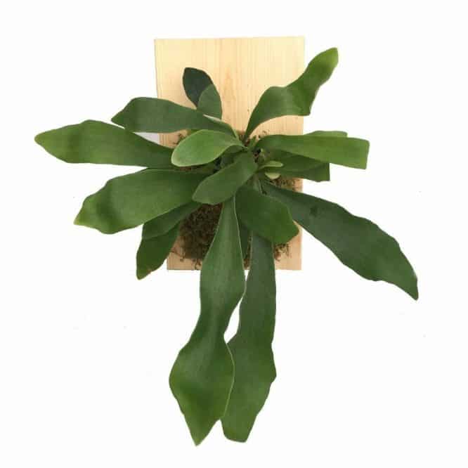 staghorn fern