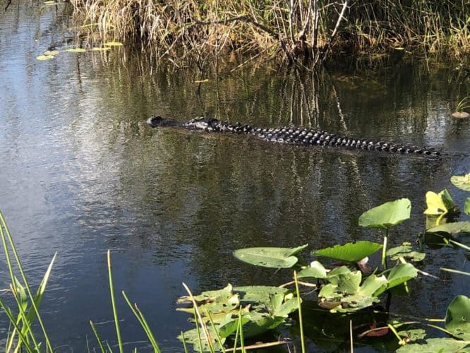 alligators in everglades national park sm