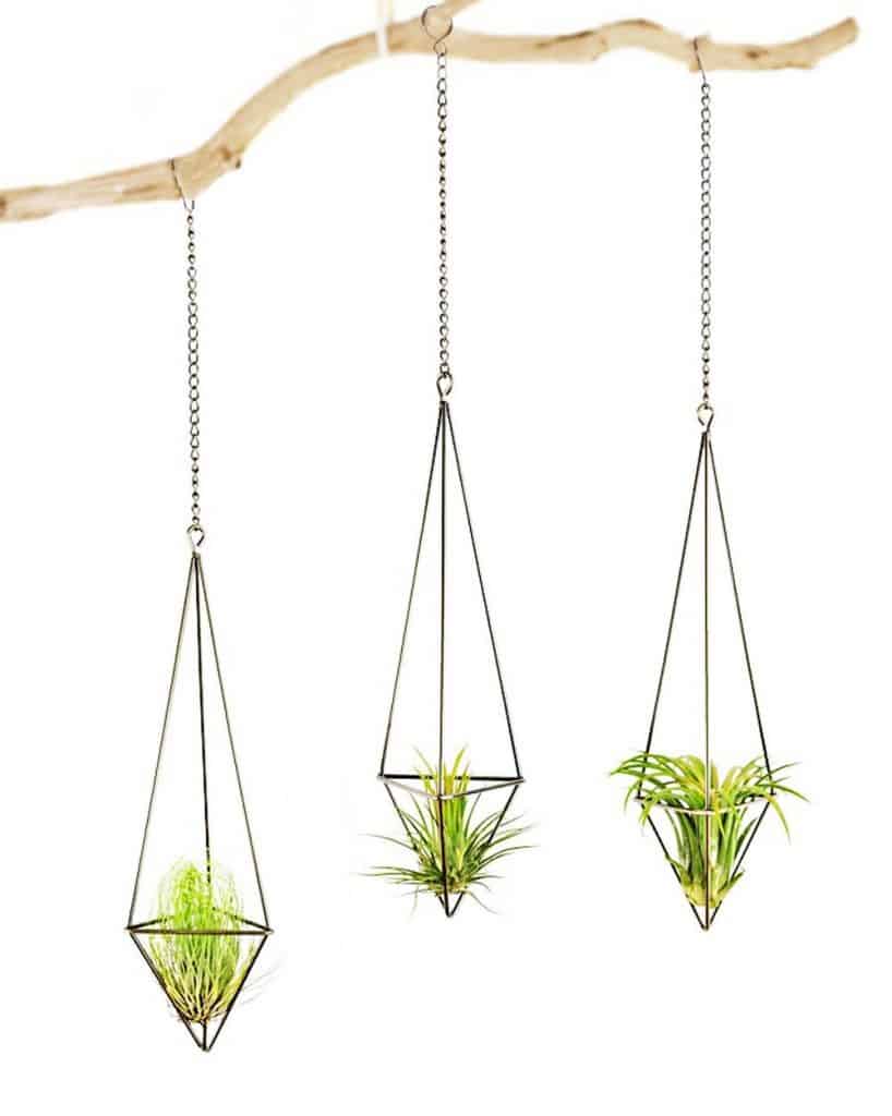 Hanging Plants Review: 15 Low Maintenance Plants That Add a Touch of ...