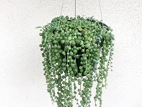 Hanging Plants Review: 15 Low Maintenance Plants That Add a Touch of ...